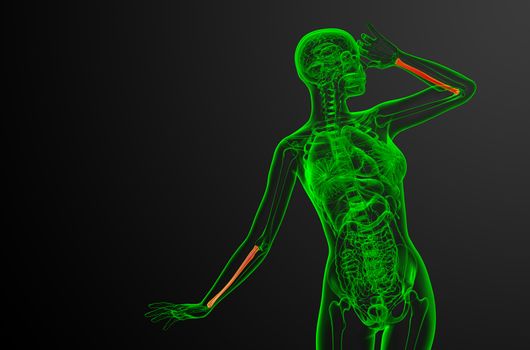 3d render medical illustration of the radius bone - front view