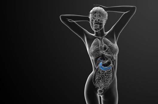 3d render medical illustration of the gallblader and pancrease - front view