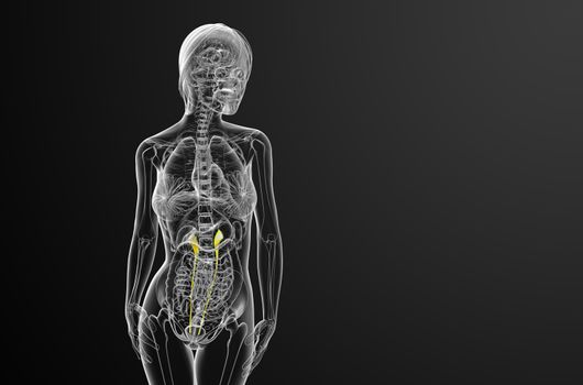 3d render medical illustration of the ureter - front view