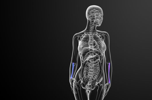 3d render medical illustration of the radius bone - front view