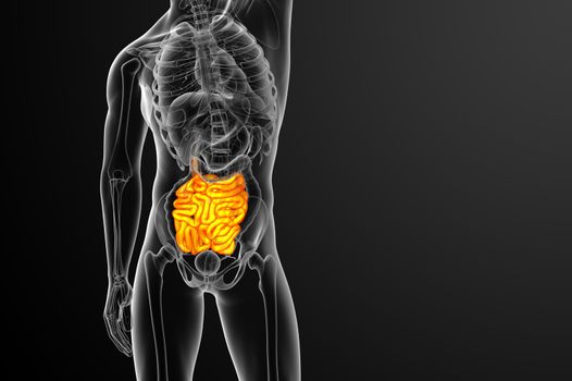 3d rendered illustration of the small intestine - front view