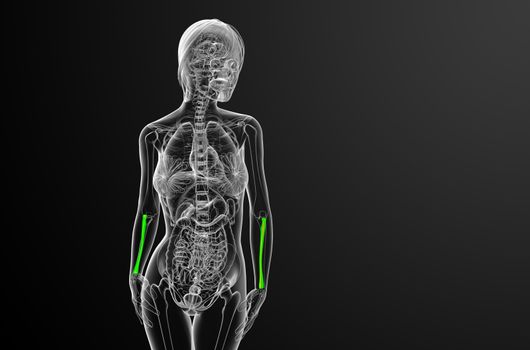 3d render medical illustration of the radius bone - front view