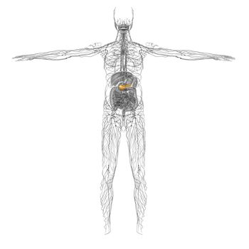 3d render medical illustration of the gallblader and pancrease - front view