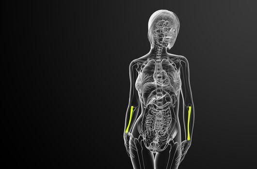 3d render medical illustration of the radius bone - front view