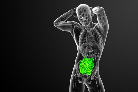 3d rendered illustration of the small intestine - front view