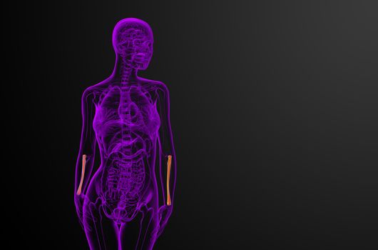 3d render medical illustration of the radius bone - front view