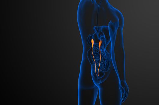 3d render medical illustration of the ureter - side view