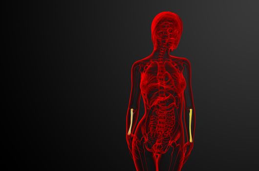 3d render medical illustration of the radius bone - front view