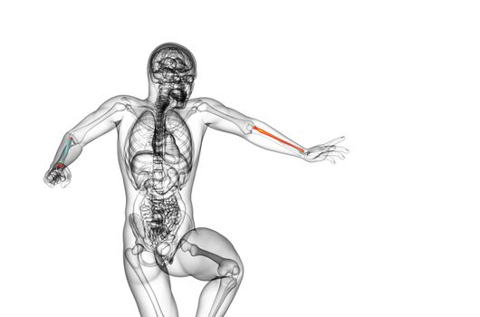 3d render medical illustration of the radius bone - front view