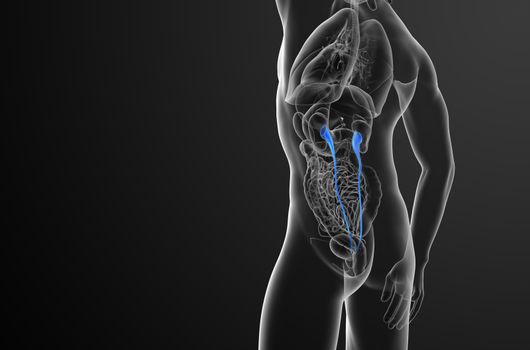 3d render medical illustration of the ureter - side view