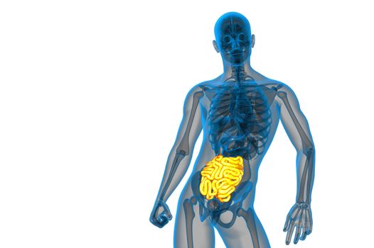 3d rendered illustration of the small intestine - front view