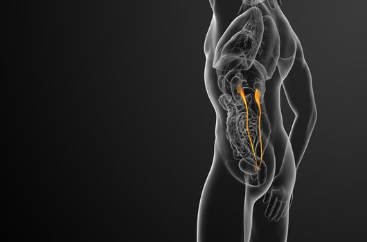 3d render medical illustration of the ureter - side view