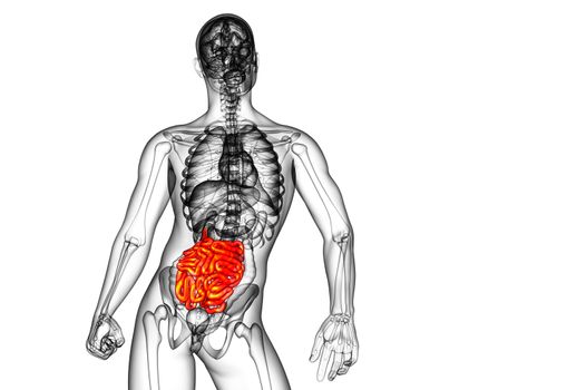 3d rendered illustration of the small intestine - front view