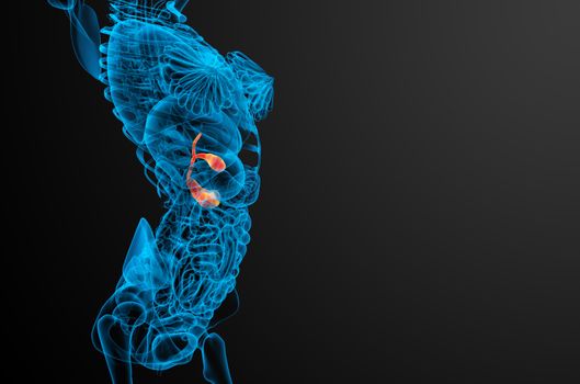 3d render medical illustration of the gallblader and pancrease - side view