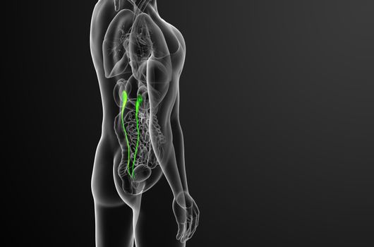 3d render medical illustration of the ureter - side view