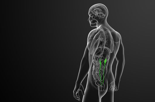 3d render medical illustration of the ureter - side view