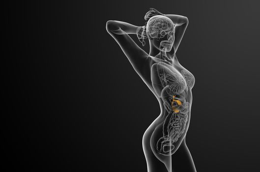 3d render medical illustration of the gallblader and pancrease - side view