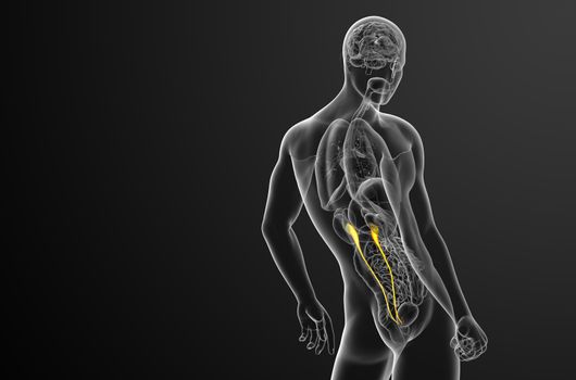 3d render medical illustration of the ureter - side view