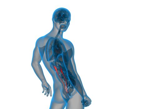 3d render medical illustration of the ureter - side view