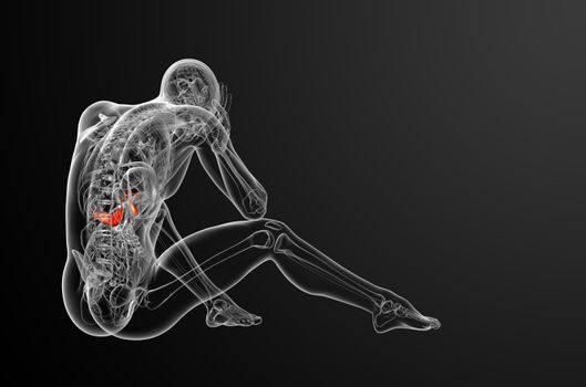 3d render medical illustration of the gallblader and pancrease - side view