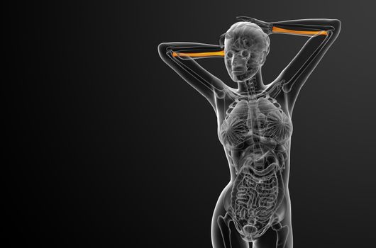 3d render medical illustration of the radius bone - front view