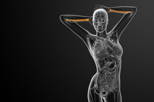 3d render medical illustration of the radius bone - front view