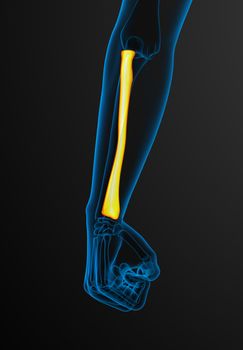 3d render medical illustration of the radius bone - front view