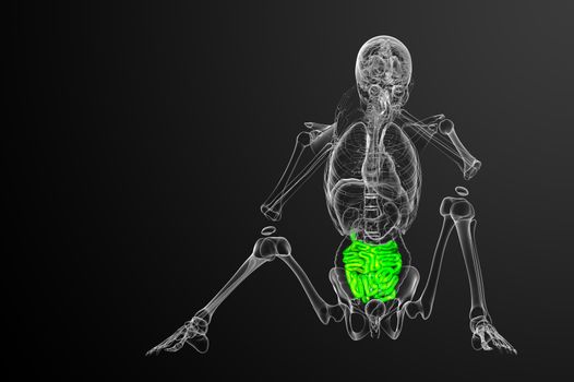 3d rendered illustration of the small intestine - front view