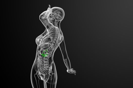 3d render medical illustration of the gallblader and pancrease - side view