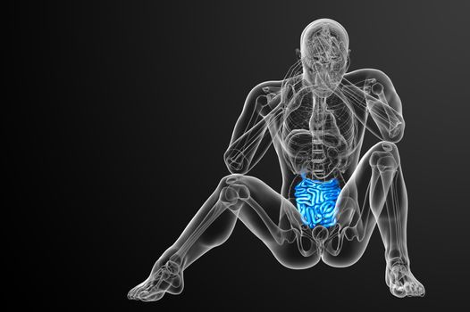 3d rendered illustration of the small intestine - front view