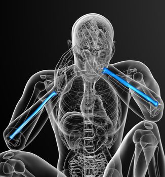 3d render medical illustration of the radius bone - front view