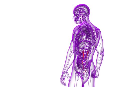 3d render medical illustration of the ureter - side view