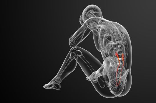 3d render medical illustration of the ureter - side view