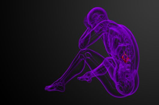 3d render medical illustration of the gallblader and pancrease - side view