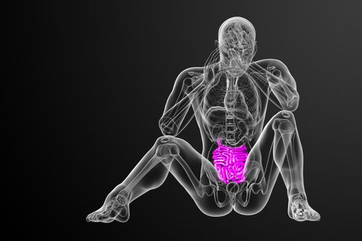 3d rendered illustration of the small intestine - front view