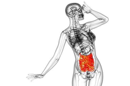 3d rendered illustration of the small intestine - front view