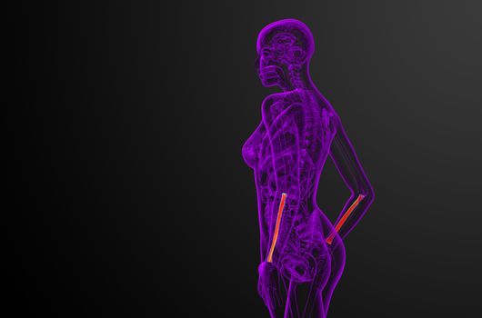 3d render medical illustration of the radius bone - side view