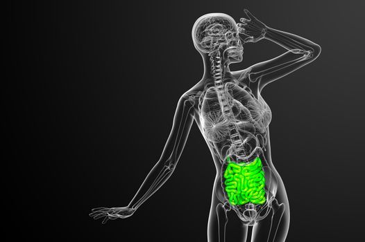 3d rendered illustration of the small intestine - front view