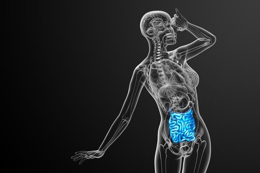 3d rendered illustration of the small intestine - front view