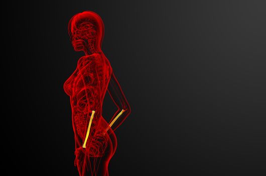 3d render medical illustration of the radius bone - side view