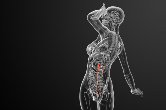 3d render medical illustration of the ureter - side view