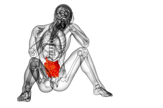 3d rendered illustration of the small intestine - front view