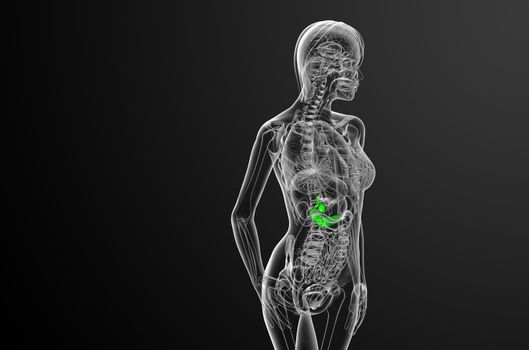 3d render medical illustration of the gallblader and pancrease - side view