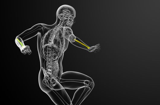 3d render medical illustration of the radius bone - side view