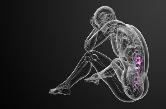 3d render medical illustration of the ureter - side view