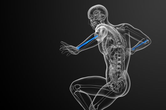 3d render medical illustration of the radius bone - side view