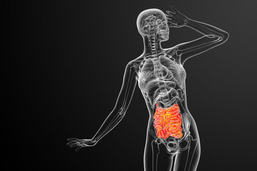 3d rendered illustration of the small intestine - front view