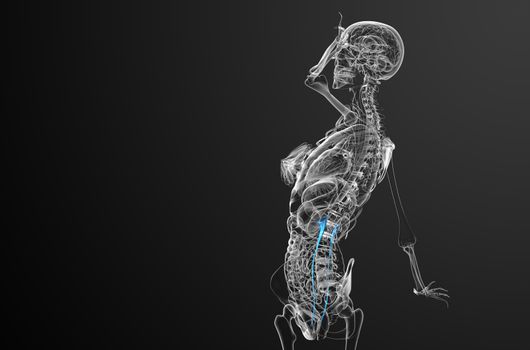 3d render medical illustration of the ureter - side view