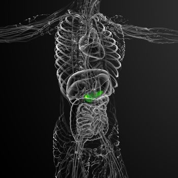 3d render medical illustration of the gallblader and pancrease - side view