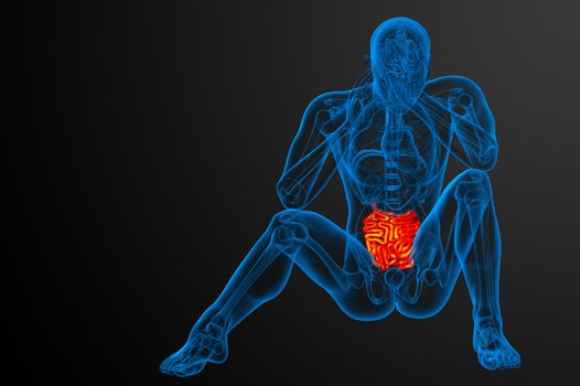 3d rendered illustration of the small intestine - front view